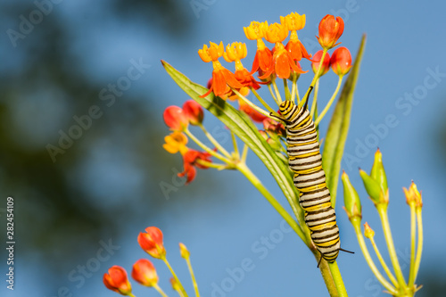 Monarch Caterpillar (Danaus plexippus)