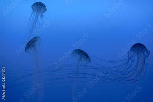 beautiful jellyfish in the aquarium