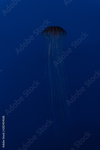 beautiful jellyfish in the aquarium © Bob