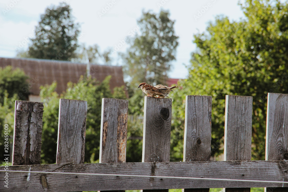 sparrows on the fence