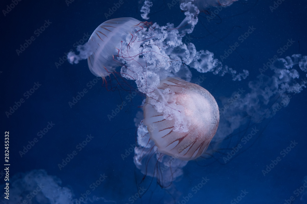Fototapeta premium beautiful jellyfish in the aquarium
