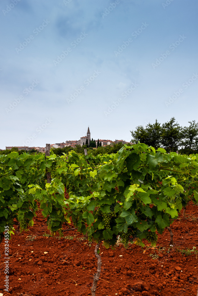 View of vineyards in the Istrian countryside