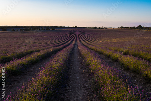 View of colorful lavender field during sunset near the village of Brihuega, Guadalajara, one of the largest plantations of lavender in Spain
