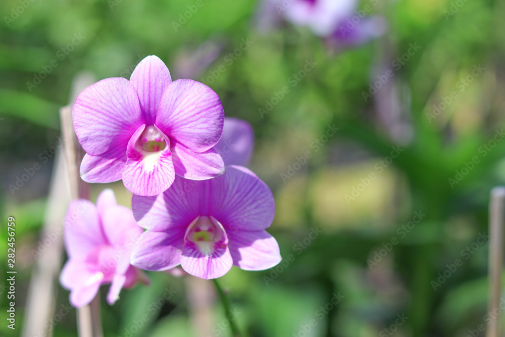 Orchid with white and purple petals mixed together. Orchid with white and purple petals mixed together.