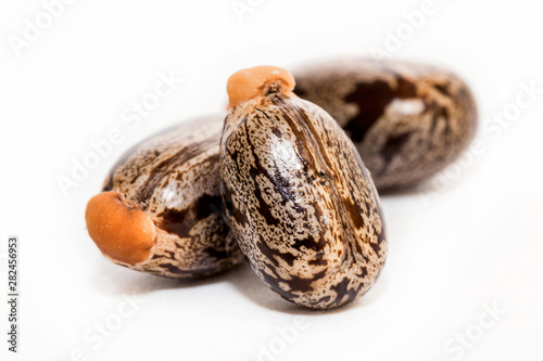 Castor oil seeds on white background