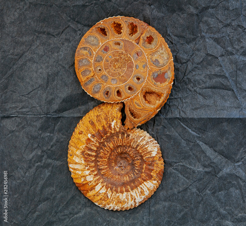 Fossile di conchiglia preistorica di nome Ammonnite