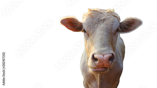 Chalale Cattle Breed Standing in a White Background     