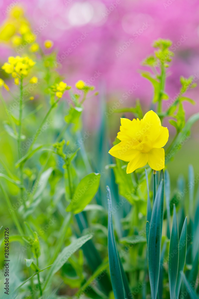 Obraz premium spring flowers in japan country side