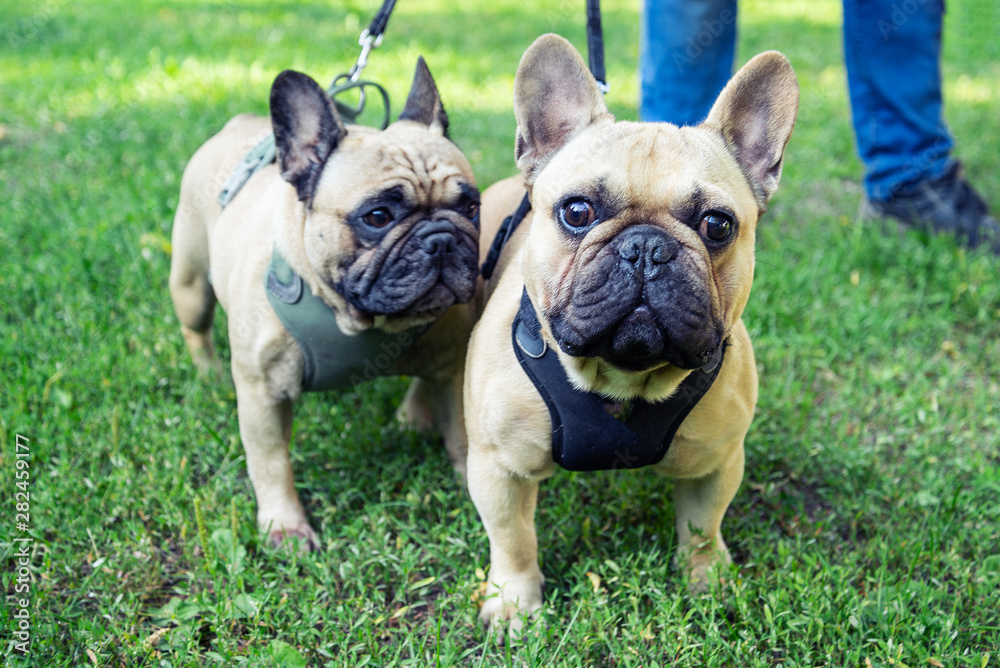 Pair of French Bulldog walking in the park with parent