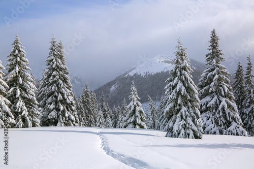 On the lawn covered with snow there is a trodden path leading to the high mountains with snow white peaks, trees in the snowdrifts. Beautiful landscape on the cold winter foggy morning.