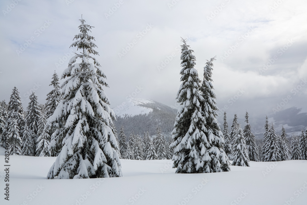 Fototapeta premium The fluffy fir trees in the snowdrifts covered with snow on the lawn. Beautiful landscape on the cold winter foggy morning. Scenery for the tourists. Christmas holidays.
