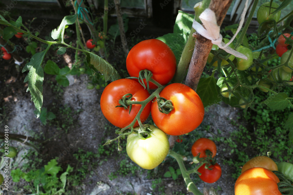 Healthy Eating - beautiful tomato and cucumber growing in a greenhouse