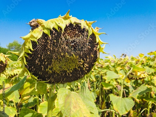 sunflower and bee