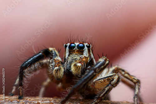 Spiders with multiple eyes dodge randomly camouflaging the prey that looks interesting as a macro image. © Fluky