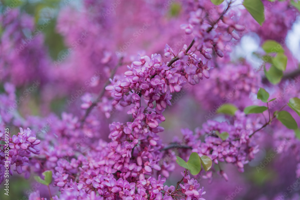 Spring shrubbery blooming in small pink flowers against a light blurry bokeh