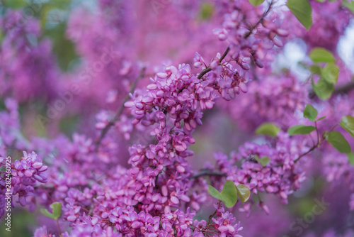 Spring shrubbery blooming in small pink flowers against a light blurry bokeh