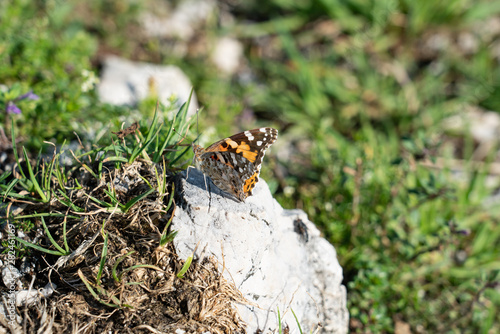 Schmetterling am Gipfel  photo