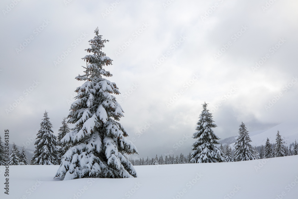 The fluffy fir trees in the snowdrifts covered with snow on the lawn. Beautiful landscape on the cold winter foggy morning. Scenery for the tourists. Christmas holidays.