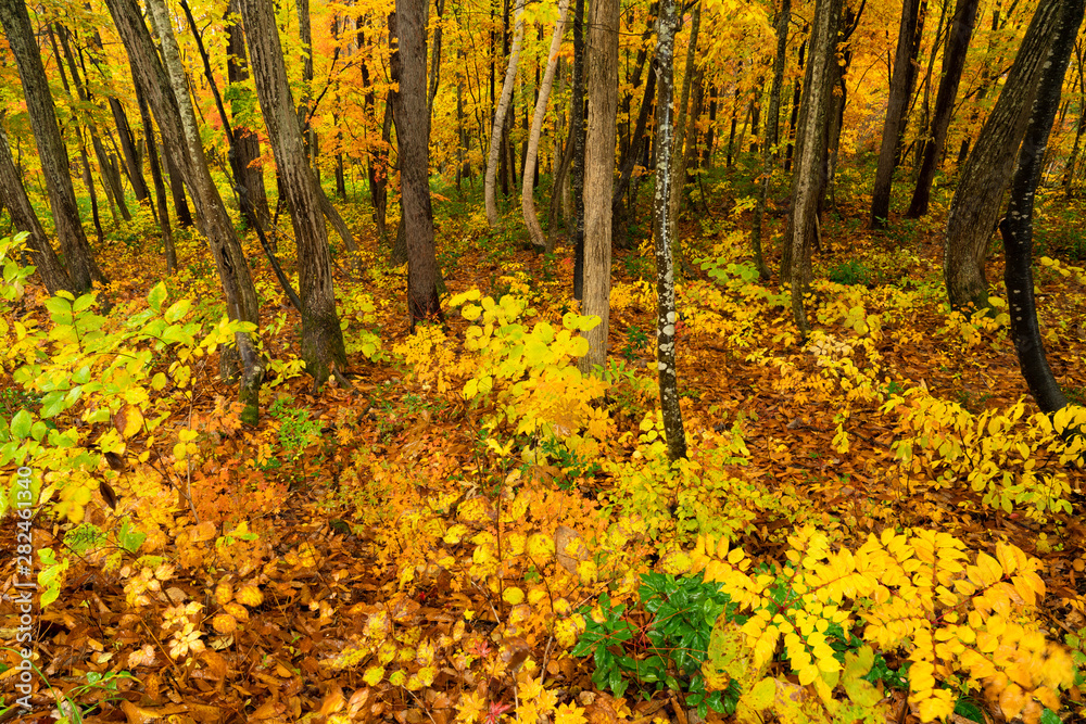 Fototapeta premium colorful autumn in the forest