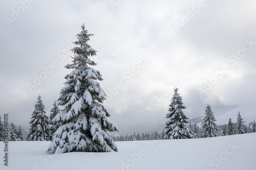 The fluffy fir trees in the snowdrifts covered with snow on the lawn. Beautiful landscape on the cold winter foggy morning. Scenery for the tourists. Christmas holidays. © Vitalii_Mamchuk