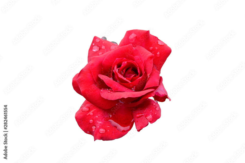 red rose blooming with drop of water on white background red rose blooming with drop of water on white background