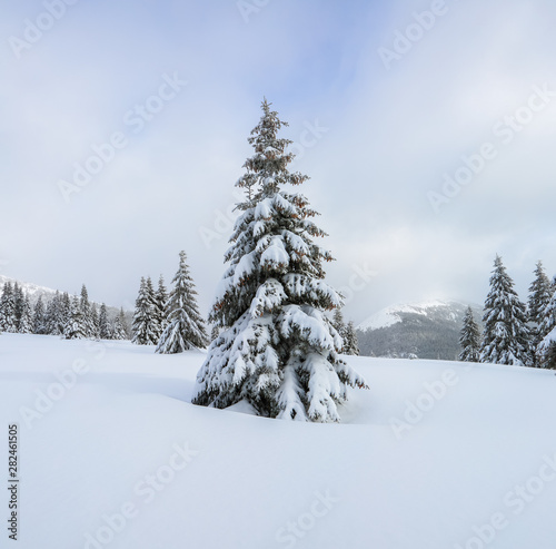 Wallpaper Mural The fluffy fir trees in the snowdrifts covered with snow on the lawn. Beautiful landscape on the cold winter foggy morning. Scenery for the tourists. Christmas holidays. Torontodigital.ca