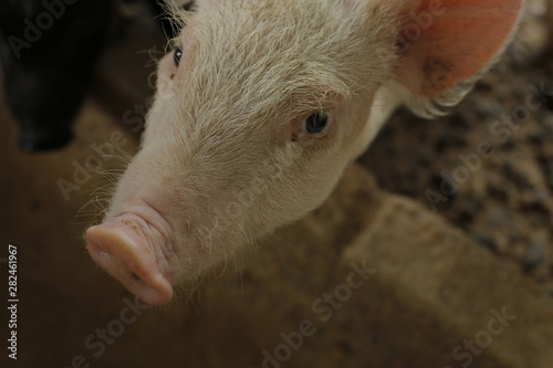 Pigs in farm