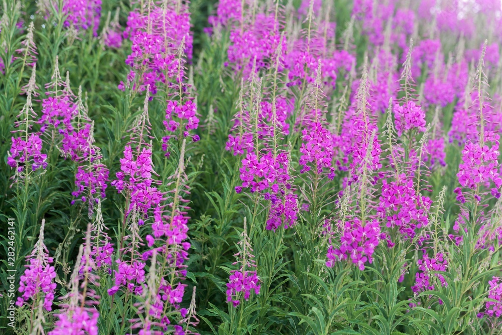 Flowering plants of fireweed, Epilobium angustifolium Flowering plants of fireweed, Epilobium angustifolium