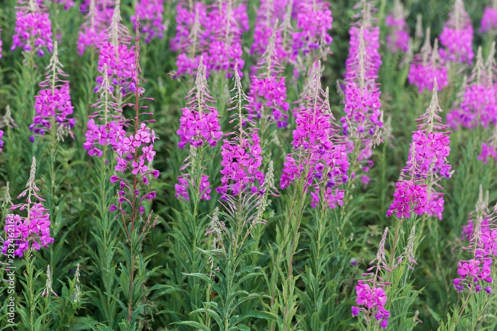 Naklejka premium Flowering plants of fireweed, Epilobium angustifolium