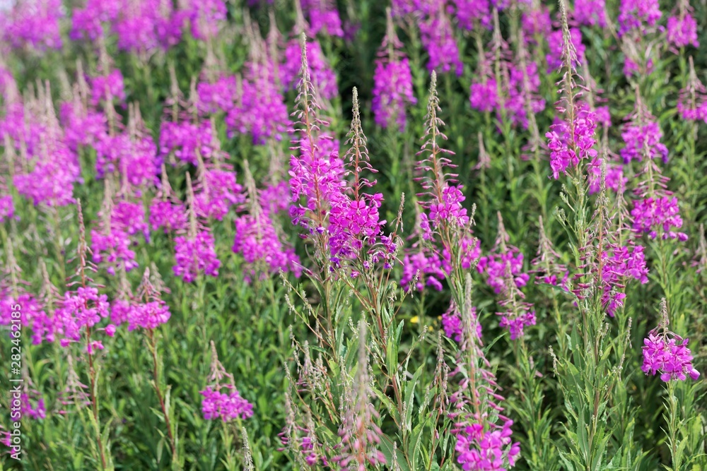 Flowering plants of fireweed, Epilobium angustifolium Flowering plants of fireweed, Epilobium angustifolium