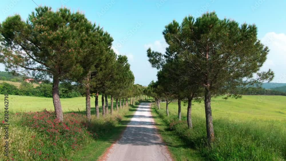 Walking along the beautiful rural road with trees in the countryside. Drone footage amazing tree alley on sunny day in famous velley of Val dÓrcia. Exploring Tuscany in summer.