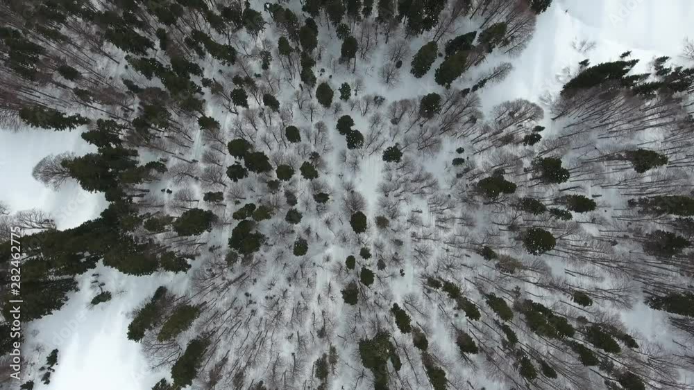 Top aerial view of winter mixed coniferous forest Top aerial view of winter mixed coniferous forest