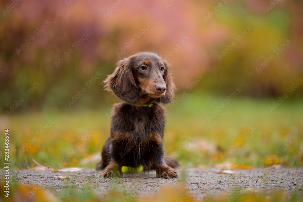 The puppy Dachshund is sitting in the yellow autumn maple leaves on a background of red bushes
