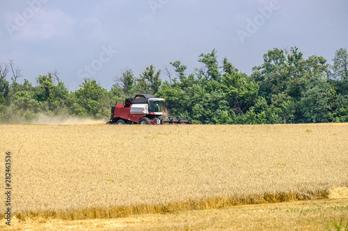 Harvester in dust clubs at work on the harvest of wheat on a huge field in the summer. Thus  the birth of bread occurs.