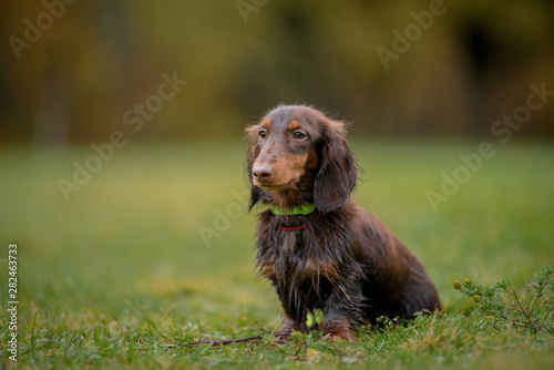 Puppy breed Dachshund in the autumn sitting in the grass on the background of autumn forest  wet from the rain