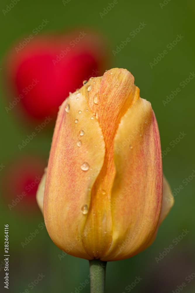Red and yellow tulips with raindrops on a background of green grass Red and yellow tulips with raindrops on a background of green grass