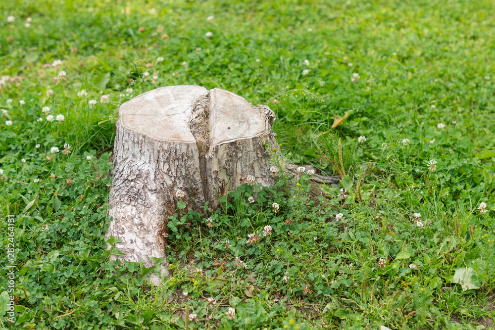 Stump on green grass. Tree felling problem Stump on green grass. Tree felling problem
