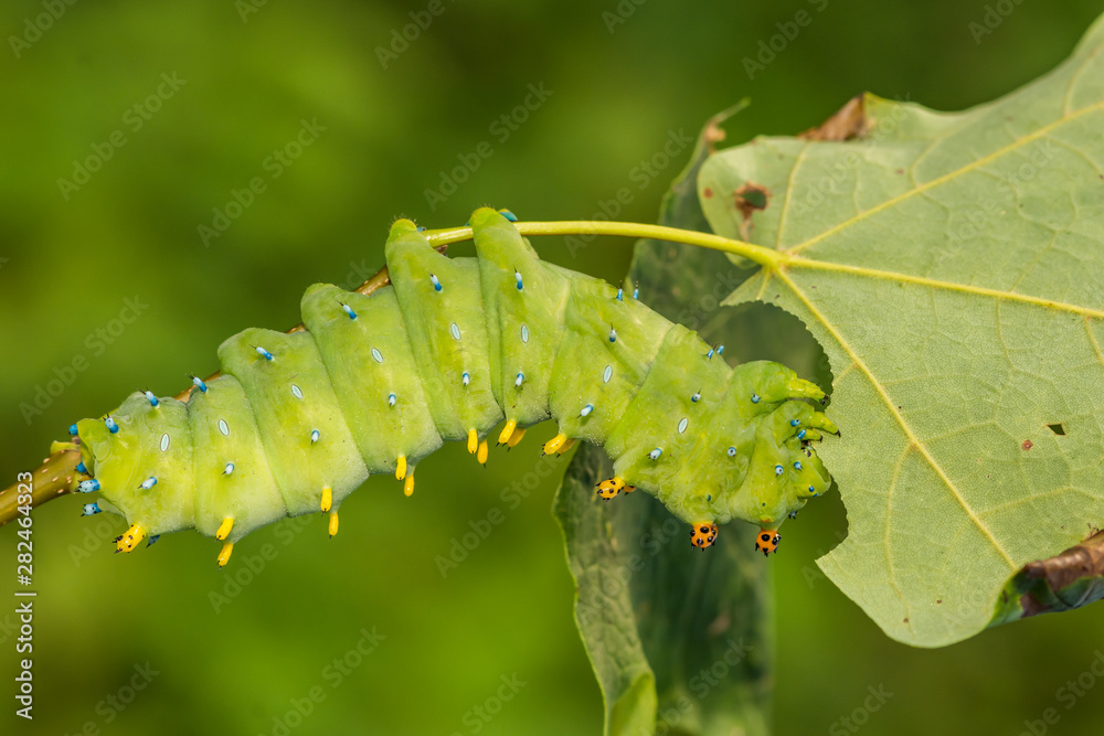 Naklejka premium Cecropia Moth Caterpillar (Hyalophora cecropia)