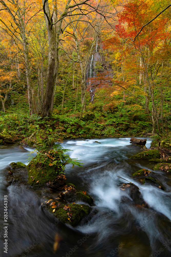 river in the forest