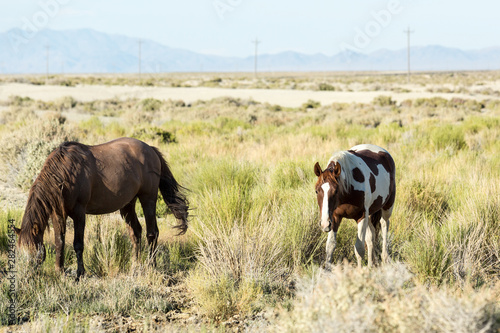 Fototapeta Naklejka Na Ścianę i Meble -  Wild horses grazing next to the Black Rock desert