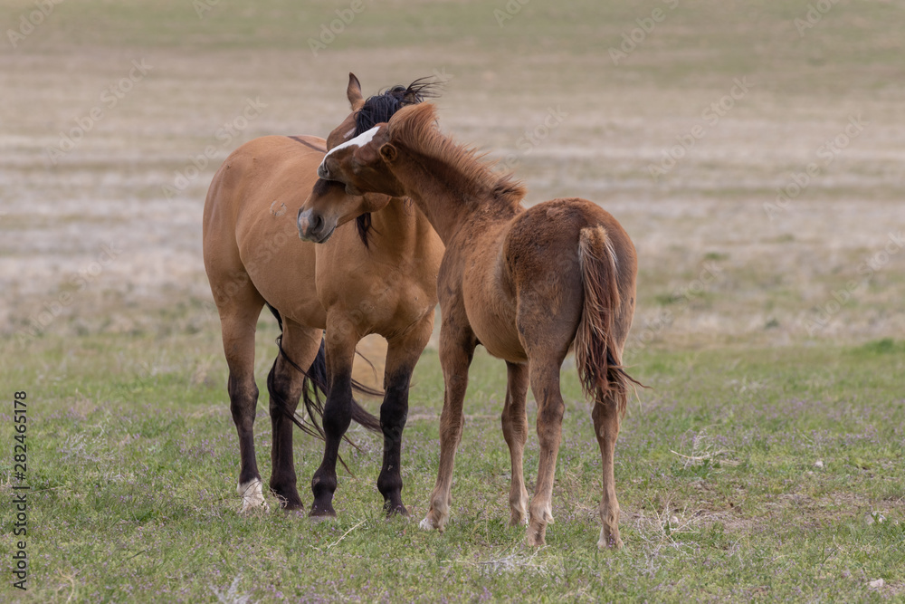 Beautiful Wild Horses in the Utah Desert Beautiful Wild Horses in the Utah Desert