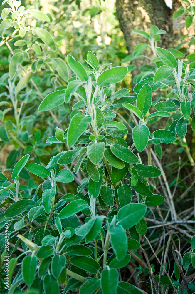 Common Sage Salvia, Herb, Spice, Medditerranean food