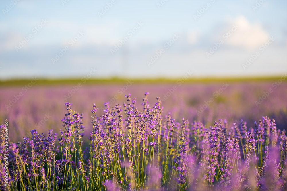 Naklejka premium Lavender field at sunset.