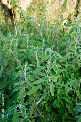 Common Sage Salvia, Herb, Spice, Medditerranean food © vividvic
