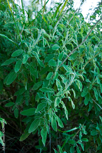 Common Sage Salvia, Herb, Spice, Medditerranean food photo