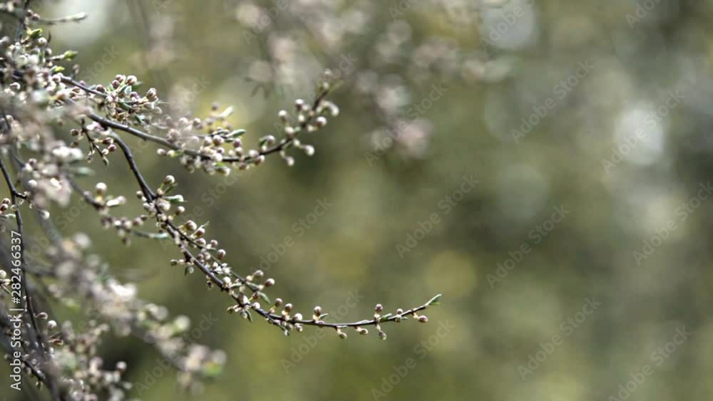 Branches of cherry blossoms on a green natural background Branches of cherry blossoms on a green natural background