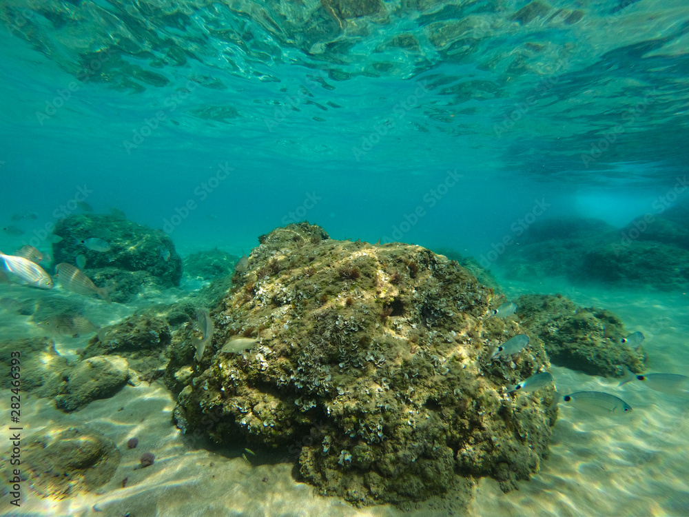 Fototapeta premium podwodne tło i wolne miejsce na dekorację.