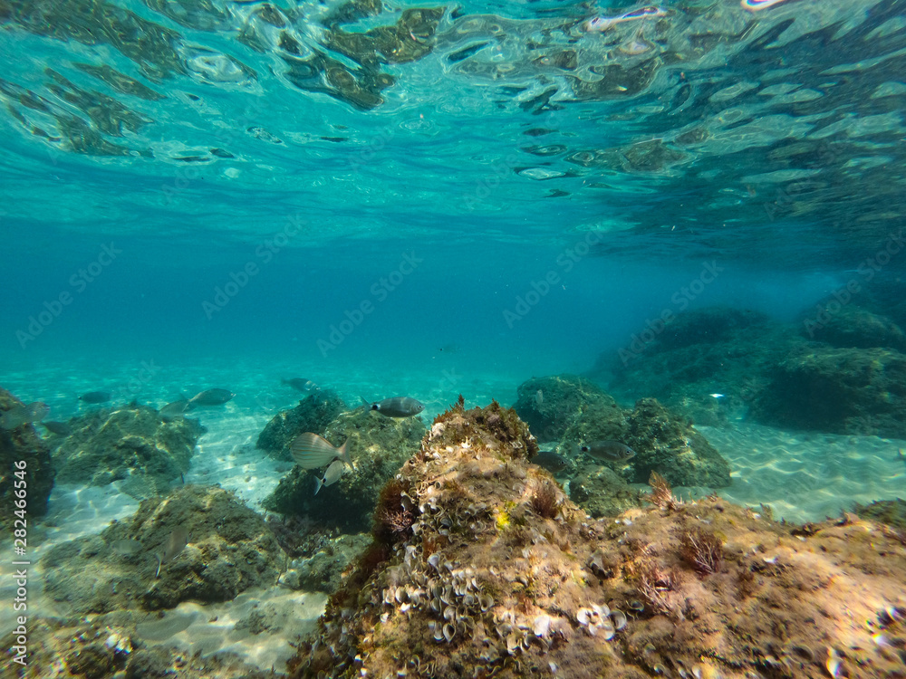 underwater background and free space for your decoration. underwater background and free space for your decoration.