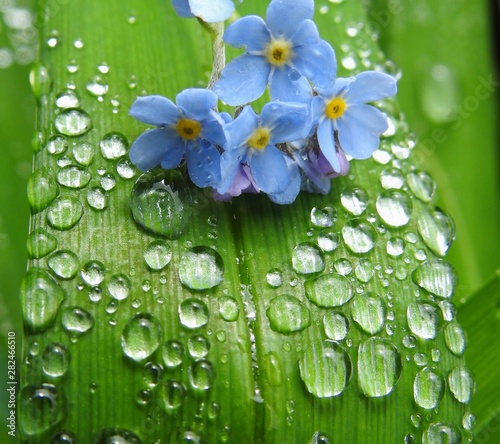  Small blue flower on daylily leaf after rain