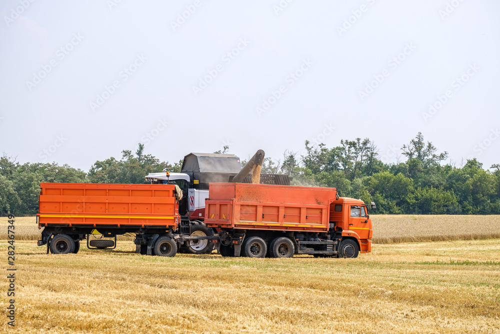 An agricultural combine harvester unloads wheat in a truck in a summer field. An agricultural combine harvester unloads wheat in a truck in a summer field.